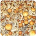 Псилоцибиновые (галлюциногенные)  грибы Psilocybin "Golden Teacher" в Подпорожье