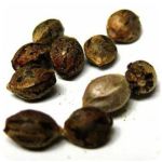 Семена марихуаны АК-47  (Seeds AK-47) в Подпорожье